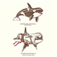 Illustration for article titled Why be just a killer whale when you could be an emexpert/em killer whale?